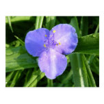 Dewy Trillium Postcard