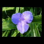 Dewy Trillium Print