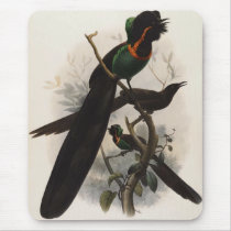 DG Elliot - Astrapia nigra Mouse Pad