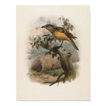 DG Elliot - Chlamydodera cervineiventris - Buff-br posters by LisasLair DG Elliot - Chlamydodera cervineiventris - Buff-br posters
