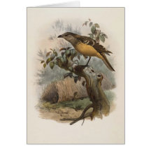DG Elliot - Chlamydodera cervineiventris Greeting Cards