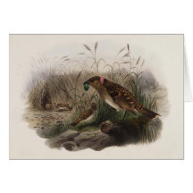 DG Elliot - Chlamydodera maculata Greeting Cards