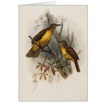 DG Elliot - Chlamydodera xanthogastra Greeting Cards