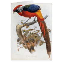 DG Elliot - Hybrid Pheasant cards by LisasLair DG Elliot - Hybrid Pheasant cards