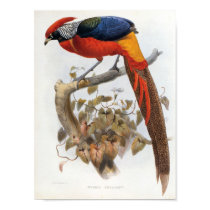 DG Elliot - Hybrid Pheasant Portfolio posters