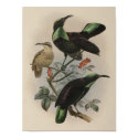 DG Elliot - Paradise Rifle-bird posters