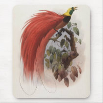 DG Elliot - Paradisea raggiana Mouse Mat