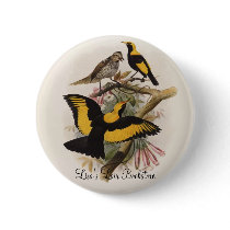 DG Elliott - Sericulus melinus - Regent Bower-bird buttons by LisasLair DG Elliott - Sericulus melinus - Regent Bower-bird buttons