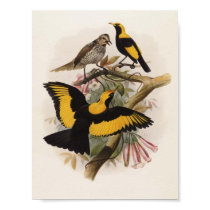 DG Elliott - Sericulus melinus - Regent Bower-bird posters by LisasLair DG Elliott - Sericulus melinus - Regent Bower-bird posters