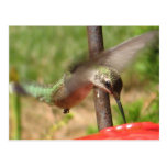 DG- Hummer postcard