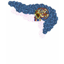 dia de los blue flowers! t-shirts