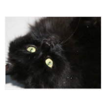 Diabola The Devil's Cat Postcard