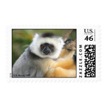 Diademed Sifaka postage by krisfiddle Diademed Sifaka postage