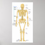 Diagram of a Human Female Skeleton Back View posters