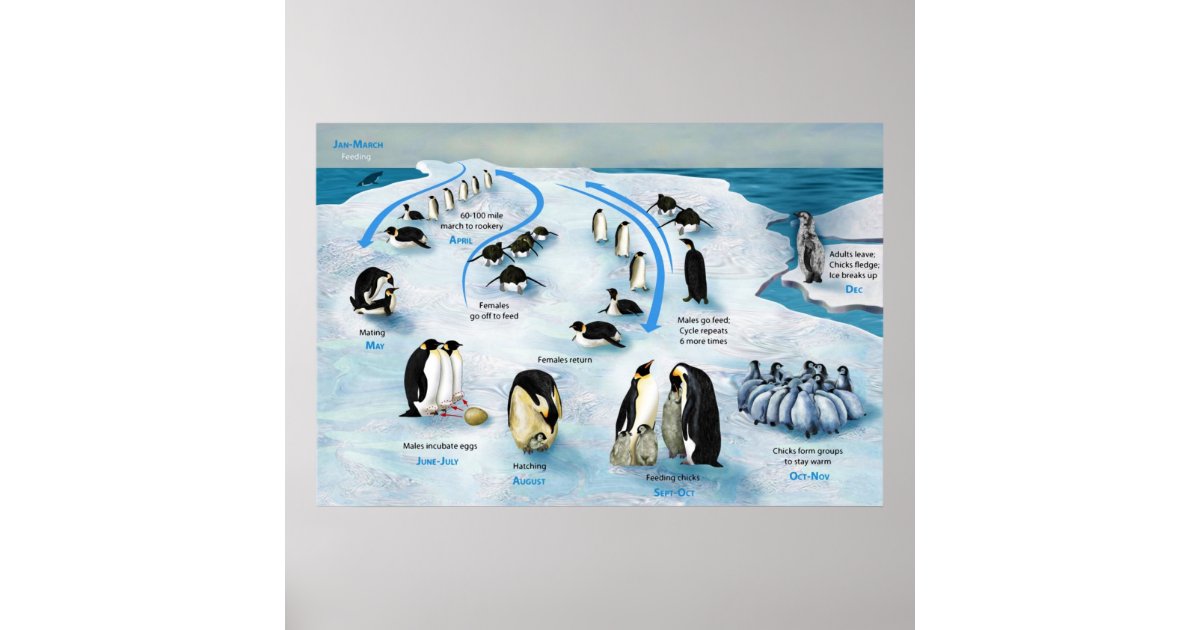 diagram-of-a-life-cycle-of-the-emperor-penguin-poster-zazzle