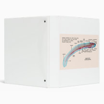 Diagram of a Sea Lamprey Species Larva 3 Ring Binders