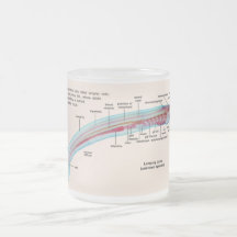Diagram of a Sea Lamprey Species Larva Coffee Mugs