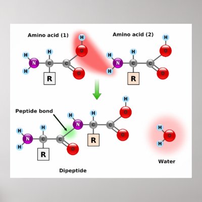 amino acids diagram