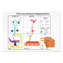 Diagram of Basic Nervous System Functions Personalized Invites