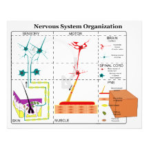 Diagram of Basic Nervous System Functions Photo Print