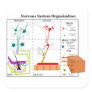 Diagram of Basic Nervous System Functions Square Stickers