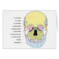 Diagram of Bone Structure Front of a Human Skull Greeting Cards