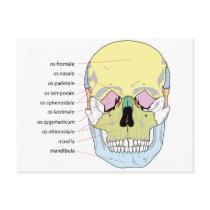 Diagram of Bone Structure Front of a Human Skull Postcard