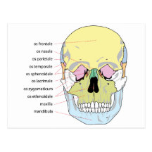 Diagram of Bone Structure Front of a Human Skull Postcard