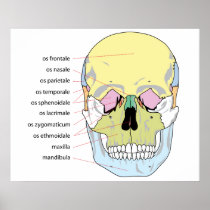 Diagram of Bone Structure Front of a Human Skull Posters