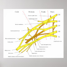 Diagram of Brachial Plexus Nerve Fiber Network Posters