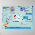 Diagram of Cellular Differentiation Methods posters