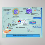 Diagram of Cellular Differentiation Methods posters