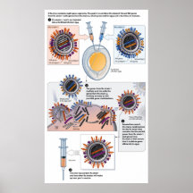 Diagram of Genetic Reassortment for Vaccines Posters