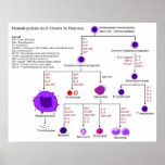 Diagram of Hematopoietic Growth Factors in Humans posters