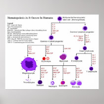Diagram of Hematopoietic Growth Factors in Humans Print