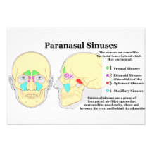 Diagram of Human Paranasal Sinuses Personalized Announcement