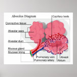Diagram of Mammalian Alveolus of the Lungs posters