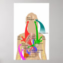 Diagram of Metastasis Sites for Common Cancers posters