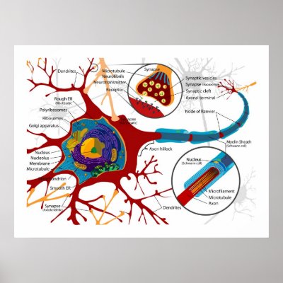 diagram nerve cell