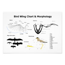 Diagram of the Anatomy of Bird Wings Invitation