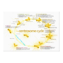 Diagram of the Centrosome Cycle Stretched Canvas Print