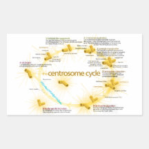 Diagram of the Centrosome Cycle Rectangular Sticker