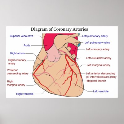 coronary veins diagram