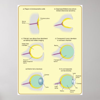 Eyes Evolution