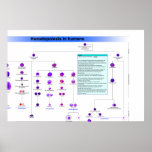 Diagram of the Haematopoiesis Stem Cells in Humans posters