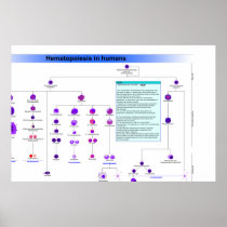 Diagram of the Haematopoiesis Stem Cells in Humans Print