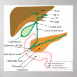 Diagram of the Human Biliary System Bile Duct posters