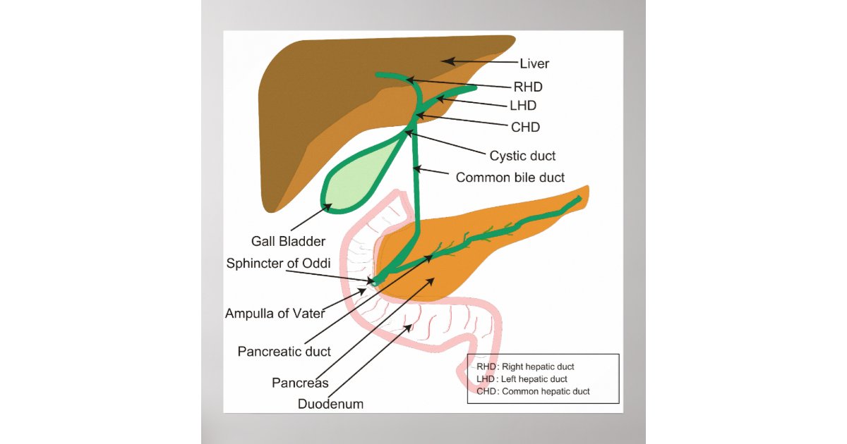 diagram of bile duct system diagram of the human biliary system bile duct poster zazzle diagram of bile duct system diagram of the human biliary system bile duct poster zazzle