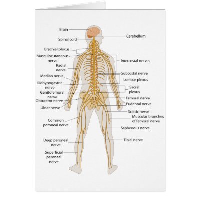 human parts diagram