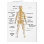 Diagram of the Human Body's Nervous System cards